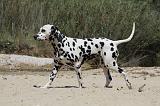 DALMATIEN 283